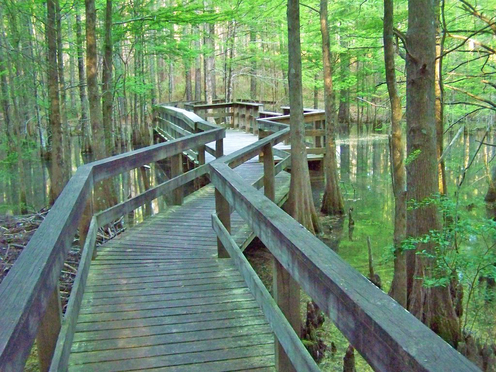 Kisatchie National Forest in Alexandria, LA